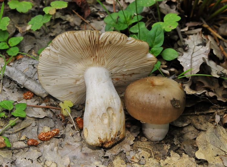 Russula sp. (cfr. R. sororia/R. amoenolens)